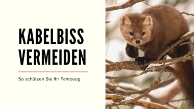 Frühling & Tierwelt Blog Banner Neu Bild